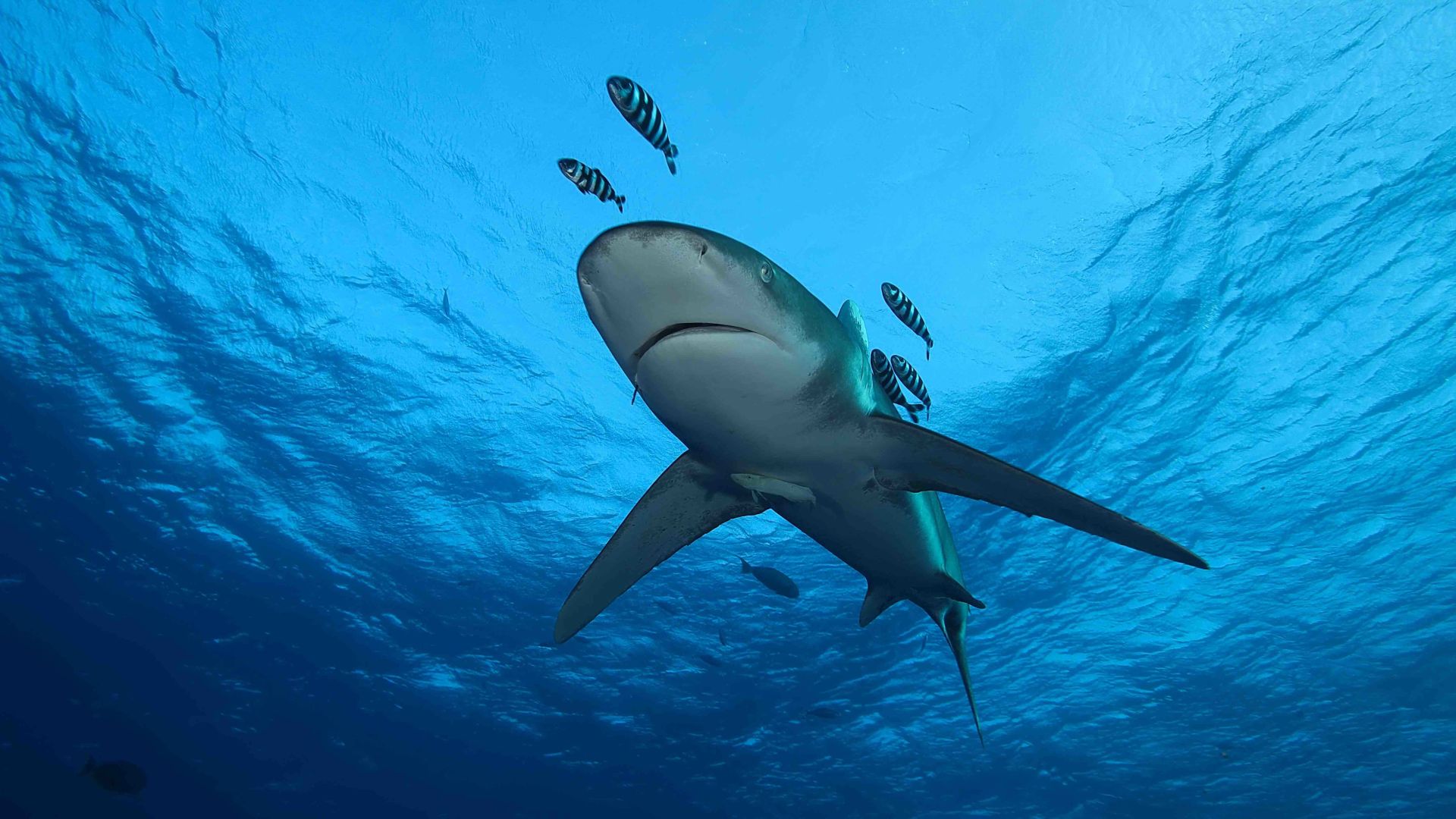 A Shark Swimming Underwater