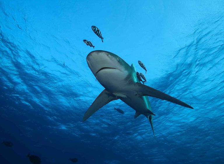 A Shark Swimming Underwater