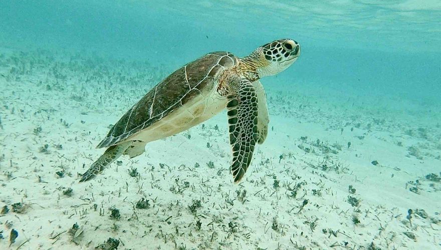 Guided Turtle Snorkeling Experience at Paradise Cove