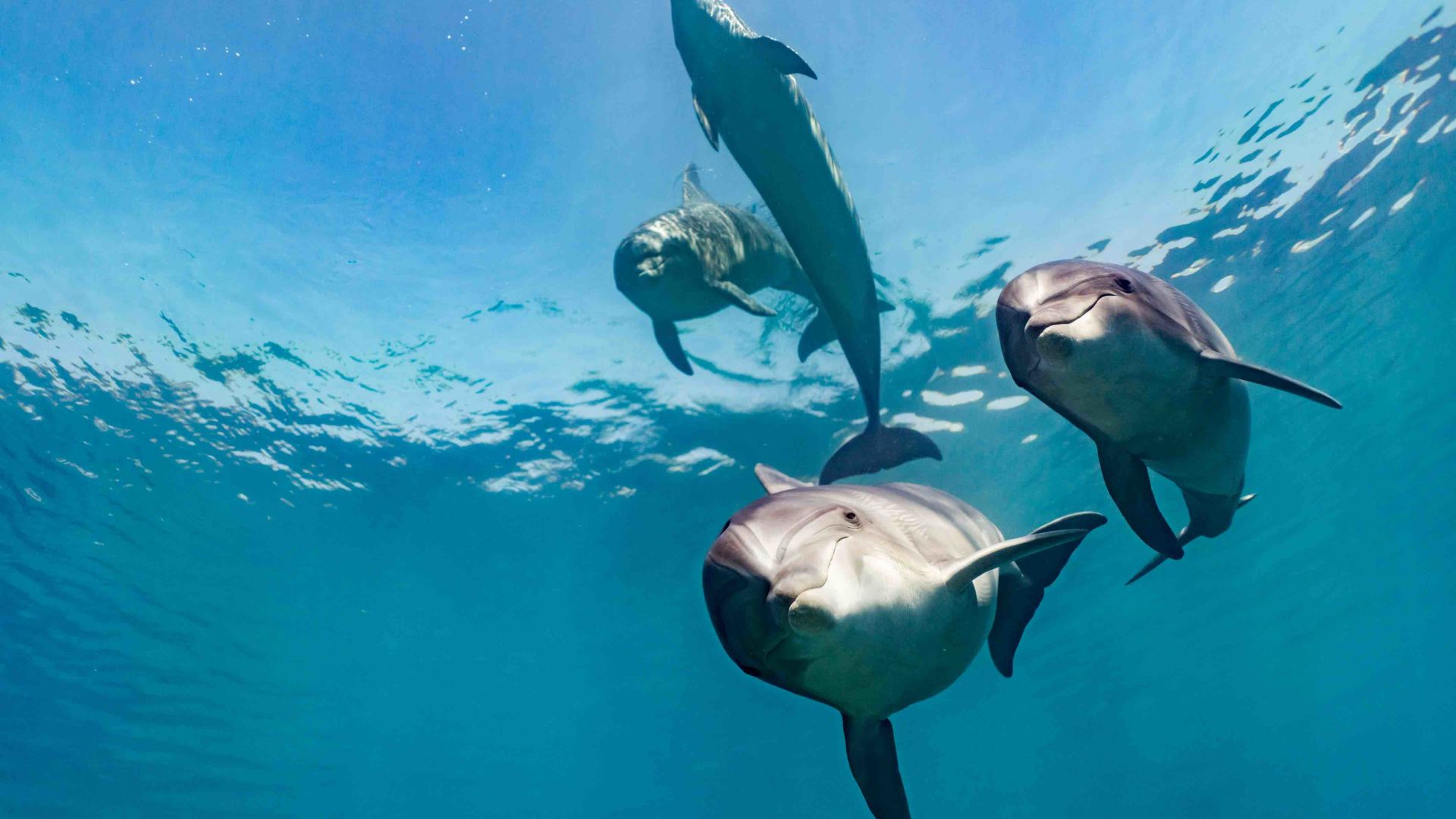 A Group Of Dolphins Swimming In The Water