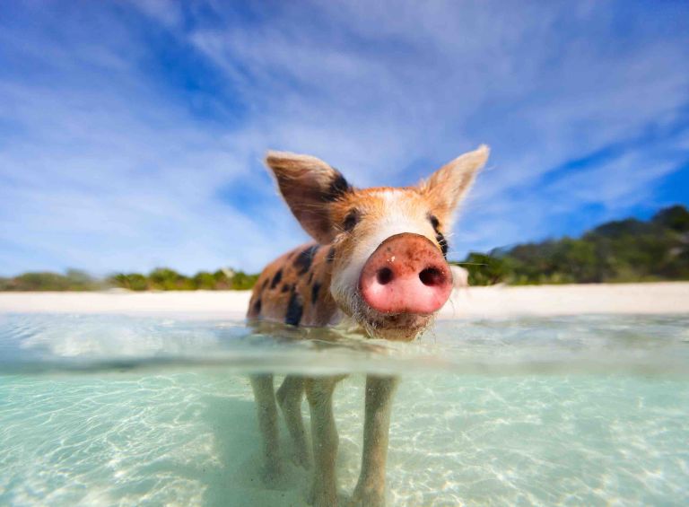 A Pig Sticking Its Head Out Of Water