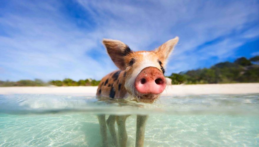 Swim with the Pigs and Crystal Beach