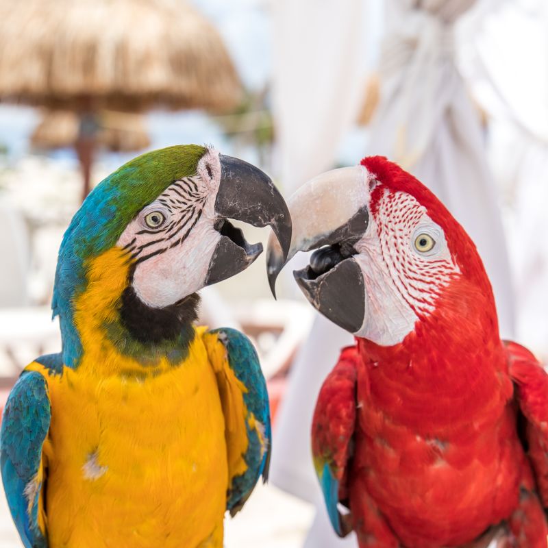 A Couple Of Parrots